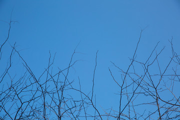 A nature of winter trees without leaves after autumn season on sunny bright day