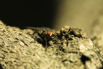 fly macro photo	