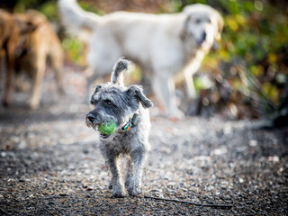The Miniature Schnauzer