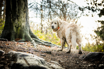 The Golden Retriever