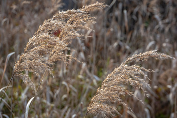 Selective soft focus close-up of fluffy dry reeds on the blurred brown background. Interesting nature concept for design.