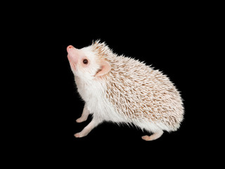 African pygmy hedgehog isolated on black background