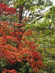 秋の公園