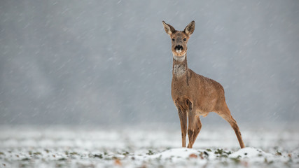 Roe deer, capreolus capreolus, doe in wintertime during a snowfall. Frosty winter wildlife scenery with wild mammal in nature. Deer in winter with snowflakes falling around.