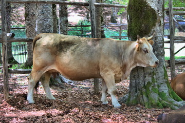 Cow in a stable