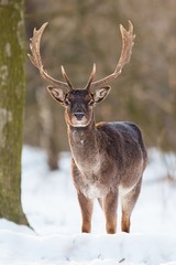 Obraz premium Wild Fallow deer, dama dama, male standing in snow. Front view of majestic animal in winter forest.