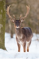 Wild Fallow deer, dama dama, male standing in snow. Front view of majestic animal in winter forest.