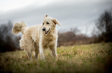 The Golden Retriever