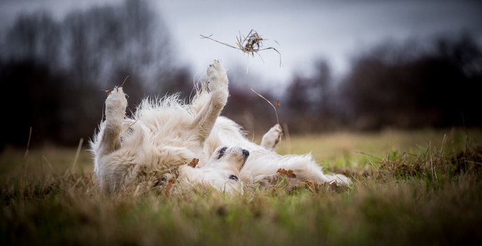 The Golden Retriever - Powered by Adobe