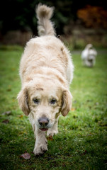 The Golden Retriever