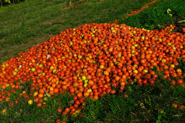 Überschussvernichtung von Tomaten