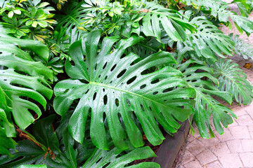 Fototapeta premium Monstera with big leaves