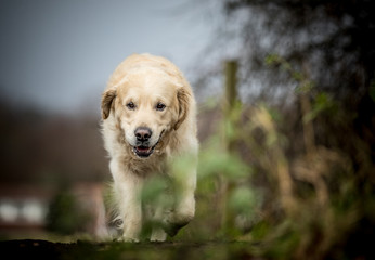 The Golden Retriever