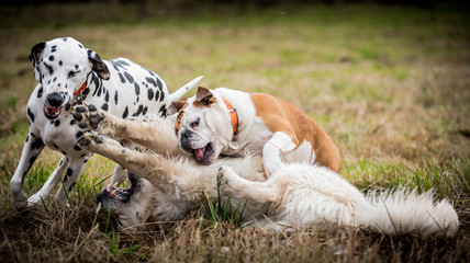 The English Bulldog