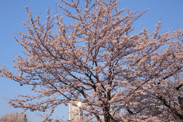 都会の中の大きな桜