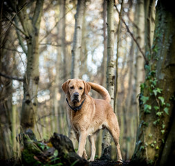 The Golden Labrador