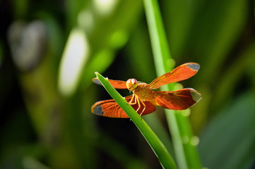 Dragonfly on green leaf