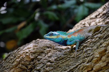 Blue chameleon on tree