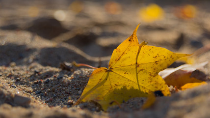 Autumn Yellow Maple Leaf on the Sand on Evening Sun