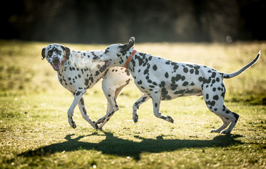 The Dalmatian 