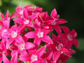 Fototapeta premium 秋の公園