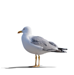 Fototapeta na wymiar sea gull standing on his feet.