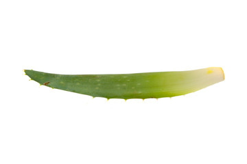 aloe isolated on white background