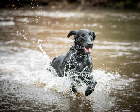 The Flat Coated Retriever