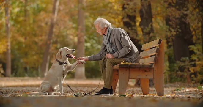 Senior moustached caucasian man sitting on bench in fall garden, caressing and petting his golden labrador, who obeys commands and gives paw - old friend, retirement concept 4k