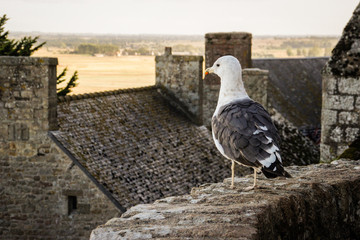 A seagull stands on a stone wall against the backdrop of the medieval stone house of the Saint...