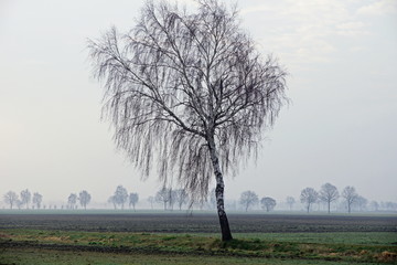 Birke,Baum,Flachland,Ebene