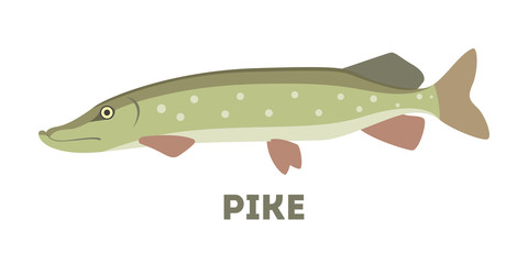 Northern pike fish of a green color.