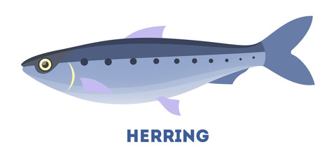 Herring fish from the ocean or sea.