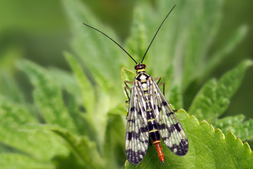 Scorpionfly (Mecoptera) resting on a blade of grass. 
