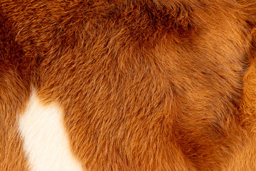 Cow calf fur, hair, brown white and golden
