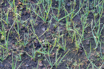 Onion, bady onion growing in home garden