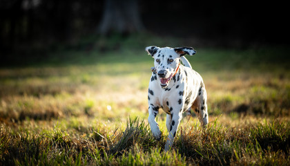 The Dalmatian 