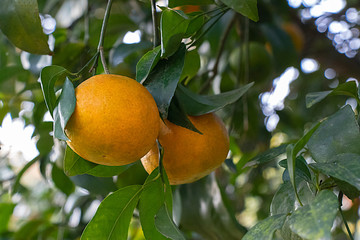 Fresh oranges on tree, with leaves and branches