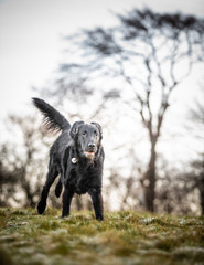 The Flat Coated Retriever