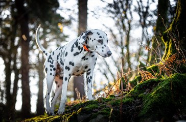 The Dalmatian 