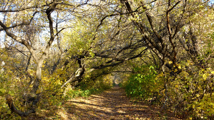 Footpath in the autumn forest