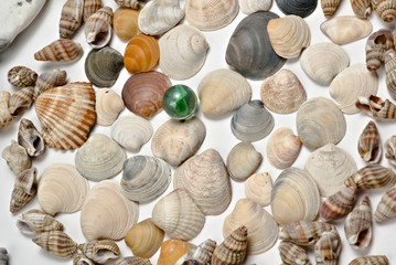 compositions of shells