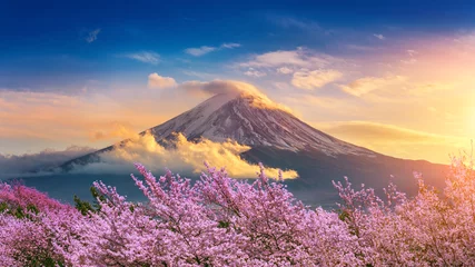 Papier Peint photo Mont Fuji Montagne Fuji et fleurs de cerisier au printemps, Japon.