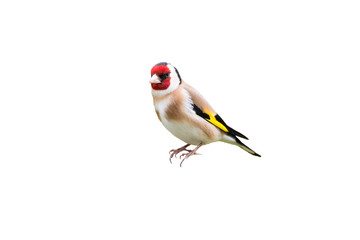 goldfinch isolated on white background