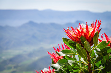 protea and mountains