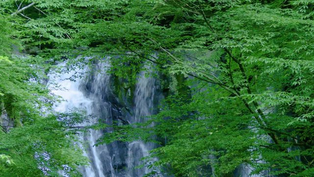 長野県木曽 こもれびの滝