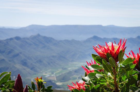 protea and sky