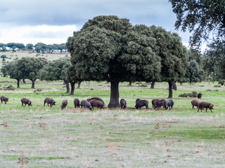 Iberian pigs grazing and eating acorns in the dehesa in Salamanca, Spain