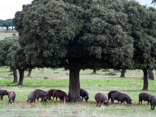 Iberian pigs grazing and eating acorns in the dehesa in Salamanca, Spain