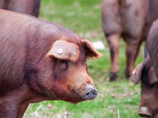 Iberian pigs grazing and eating acorns in the dehesa in Salamanca, Spain